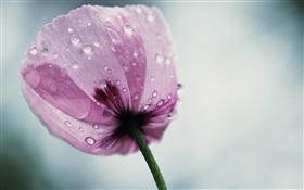 A purple poppy flower HD wallpaper