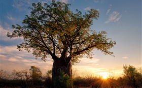 Africa, Zimbabwe, savanna, baobab, sunset, sun rays HD wallpaper