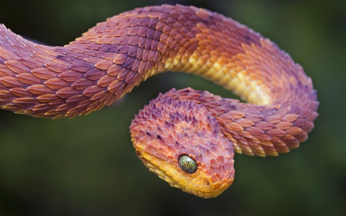 Africa viper Wallpapers Pictures Photos Images