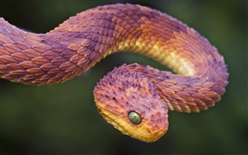 Africa viper HD wallpaper