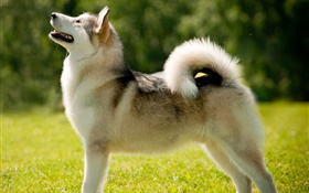 Alaskan malamute dog close-up HD wallpaper