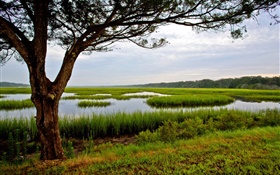 Amelia Island, Florida, USA, tree, swamp HD wallpaper