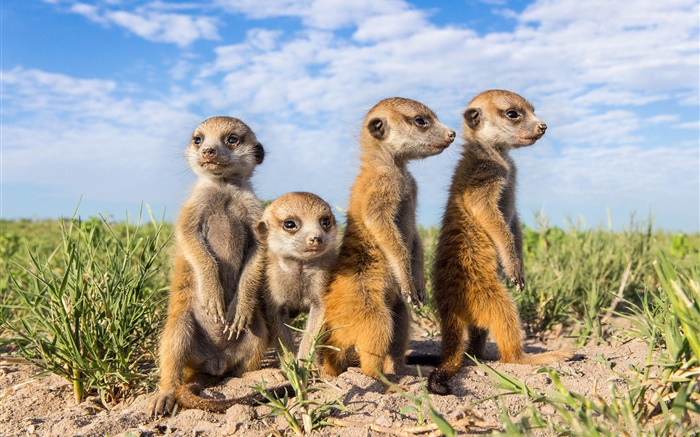 Animals family, meerkats Wallpapers Pictures Photos Images