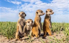 Animals family, meerkats HD wallpaper