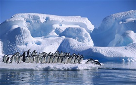 Antarctica Adelie penguins, snow, ice HD wallpaper