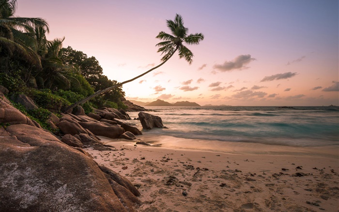 Beach, coast, palm trees, sunset Wallpapers Pictures Photos Images