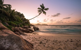 Beach, coast, palm trees, sunset HD wallpaper