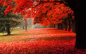 Beautiful autumn, red leaves HD wallpaper