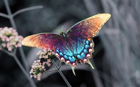 Beautiful butterfly, colorful wings HD wallpaper