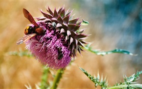Bees, beetles, purple flowers