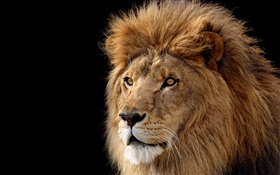Big cat, lion HD wallpaper