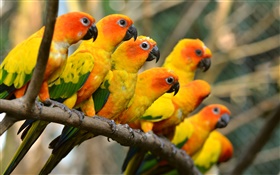 Birds close-up, yellow parrots HD wallpaper