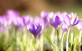 Blooming orchid close-up HD wallpaper