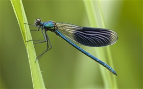Blue dragonfly HD wallpaper