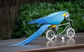 Blue feather parrot riding bike HD wallpaper