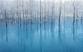 Blue pond, trees HD wallpaper
