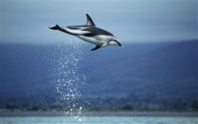 Blue sea, dolphin flying HD wallpaper