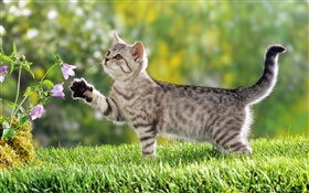 Cat touch flower HD wallpaper