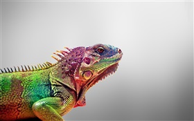 Chameleon close-up, gray background