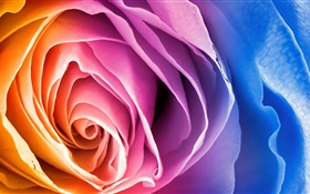 Colorful petals rose flower HD wallpaper