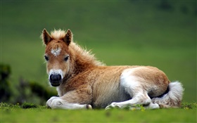 Colt lying ground