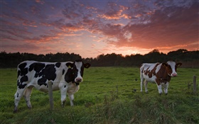 Cows, sunset, grass HD wallpaper