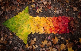 Creative pictures, autumn leaves arrow HD wallpaper