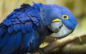 Curious blue parrot HD wallpaper