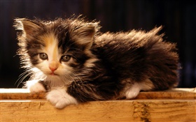 Cute American bobtail kitten HD wallpaper