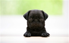 Cute black dog HD wallpaper