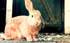 Cute brown rabbit HD wallpaper