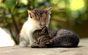 Cute kitten falling asleep HD wallpaper