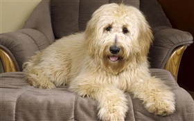 Dog on the sofa HD wallpaper