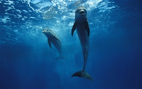 Dolphins at the underwater HD wallpaper