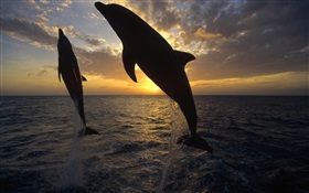 Dolphins jump out of the water, sunset HD wallpaper