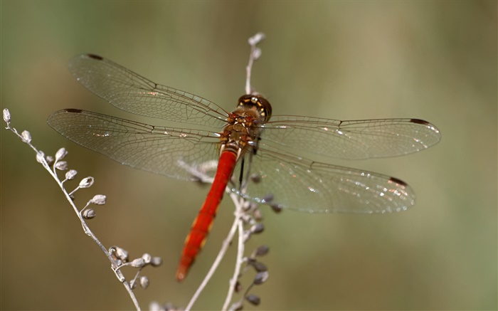 Dragonfly close-up Wallpapers Pictures Photos Images