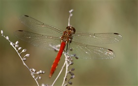 Dragonfly close-up HD wallpaper