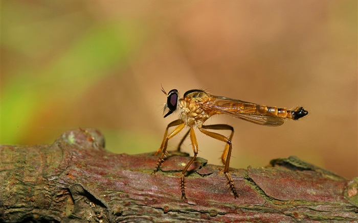 Dragonfly rest Wallpapers Pictures Photos Images