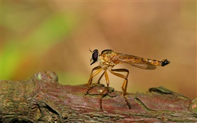 Dragonfly rest HD wallpaper