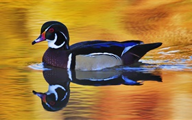 Duck swims HD wallpaper