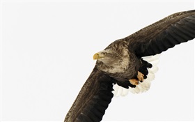 Eagle wings HD wallpaper