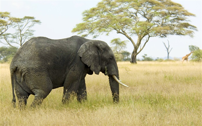 Elephant, grass, trees Wallpapers Pictures Photos Images