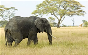 Elephant, grass, trees HD wallpaper