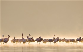 Flamingos, lake HD wallpaper