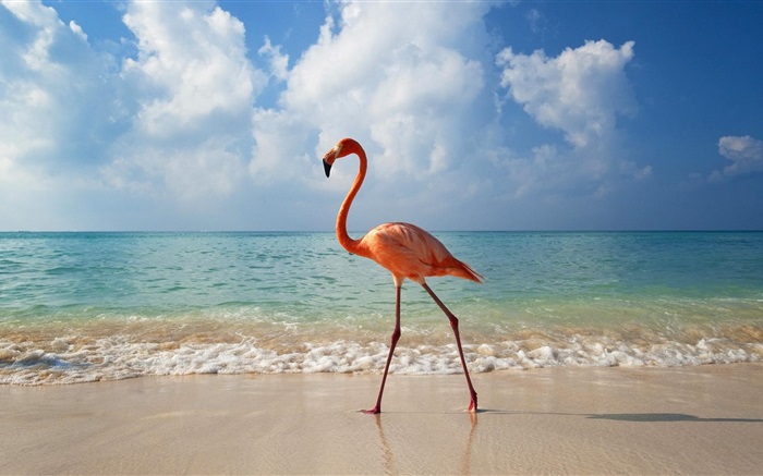 Flamingos stroll on the beach Wallpapers Pictures Photos Images