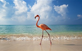 Flamingos stroll on the beach HD wallpaper