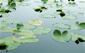 Floating leaves in the water HD wallpaper