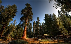 Forest, trees, houses, village HD wallpaper