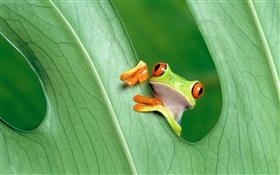 Frog, leaf
