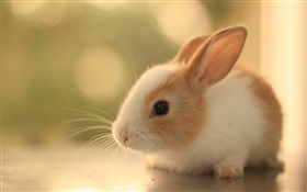 Furry rabbit cub HD wallpaper
